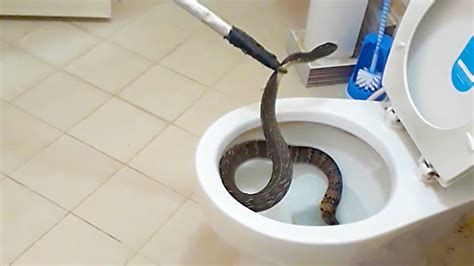 廁所放蛇